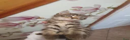 Mixed Breed cats for sale: Kittens for sale  - Advert 9