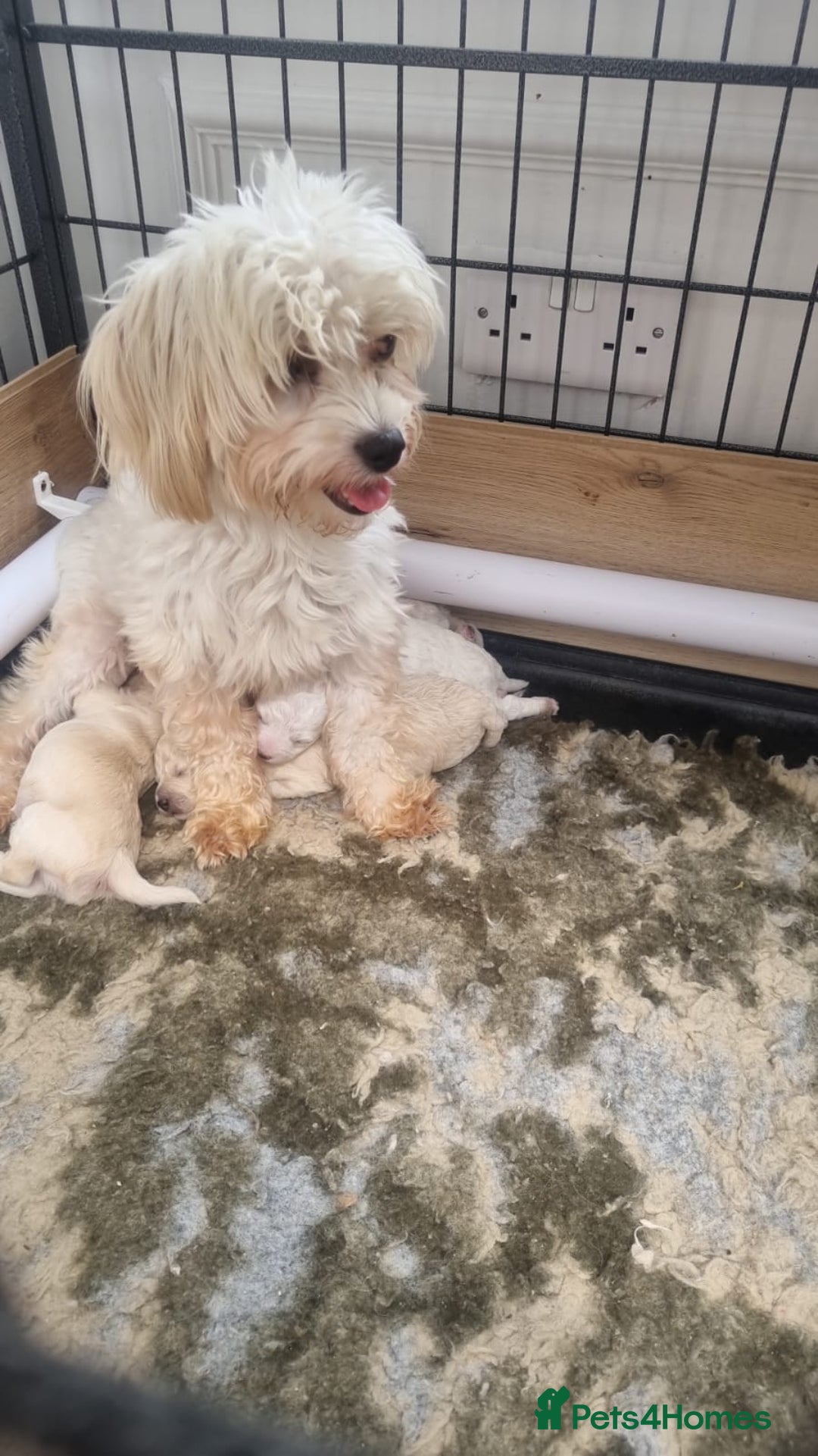 Maltipoo dogs for sale: Stunning multipoo puppy's  - Image 5