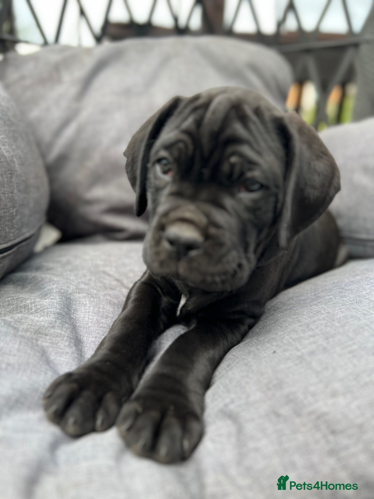 Cane Corso dogs Cane Corso Puppies in Leicester - Advert 1