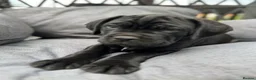Cane Corso dogs for sale: Cane Corso Puppies in Leicester - Advert 1