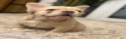 French Bulldog dogs for sale: VISUAL FLUFFY FRENCHIE CREAM HIGH DNA HEALTH TESTD - Advert 5