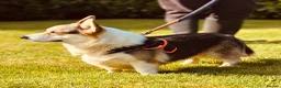 Welsh Corgi Pembroke dogs for sale: Lovely KC pedigree puppies health tested parents - Advert 12