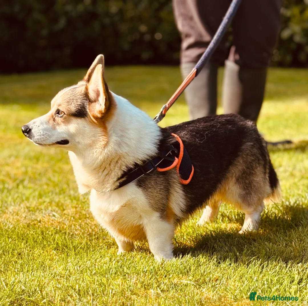 Welsh Corgi Pembroke dogs for sale: Lovely KC pedigree puppies health tested parents - Advert 12