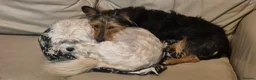 Mixed Breed dogs for sale: Puppies shitzu/bichon jRussell Yorkshire terrier - Advert 16