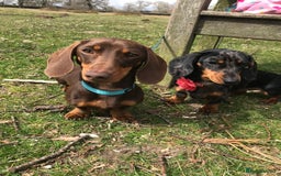 Miniature Dachshund dogs for sale: Black & tan boy, KC reg, PRA clear, low coi score - Image 10