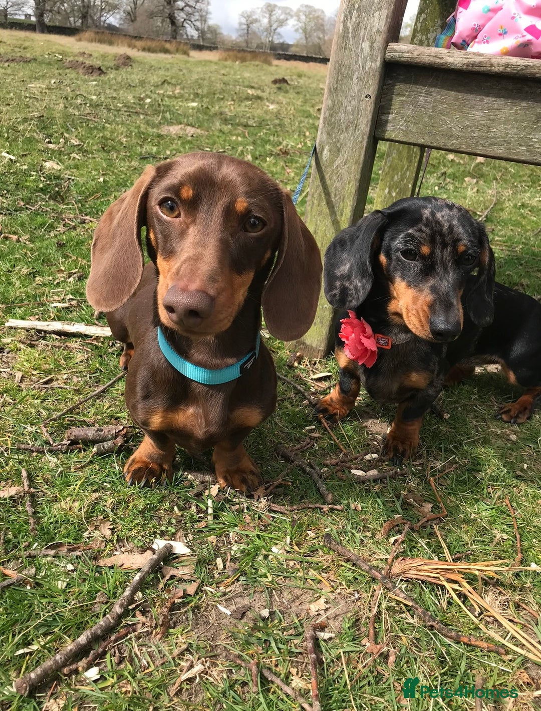 Miniature Dachshund dogs for sale: Black & tan boy, KC reg, PRA clear, low coi score - Image 10
