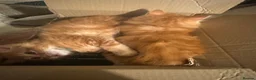Ragdoll cats for sale: 2 x ginger boys half ragdoll in Colchester - Advert 4
