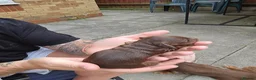 Miniature Dachshund dogs for sale: Miniature dachshund long haired - Advert 3