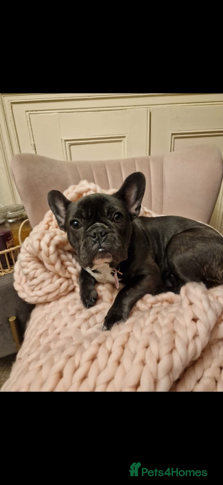 French Bulldog dogs French bulldog - Advert 1