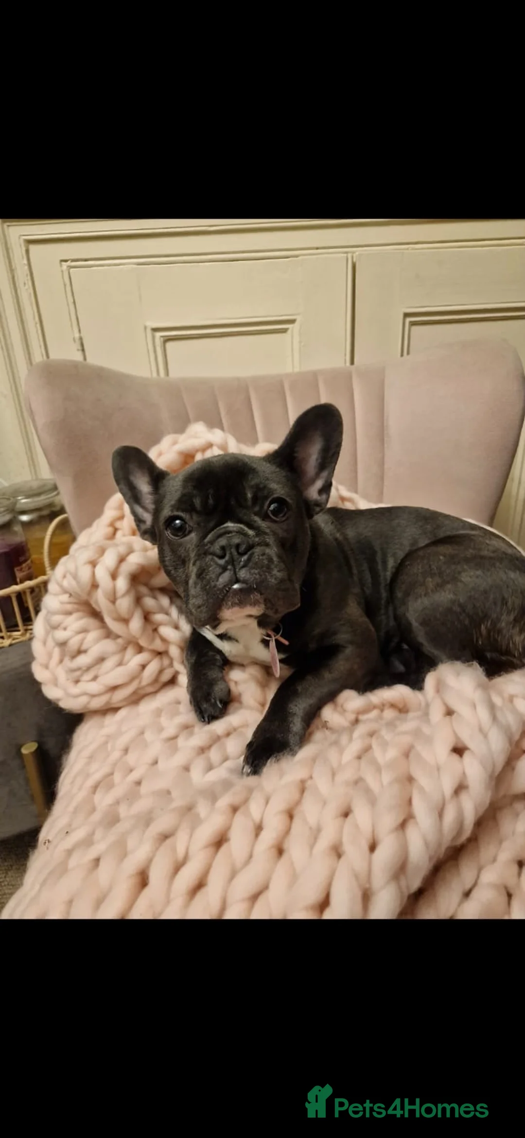 French Bulldog dogs for sale: French bulldog in Oakham - Advert 1