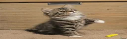 Siberian cats for sale: Siberian kittens looking for new homes  - Advert 4