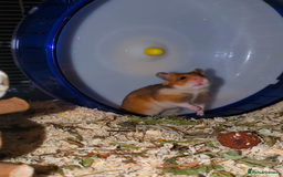 Hamster rodents for sale: Syrian hamster  - Advert 1