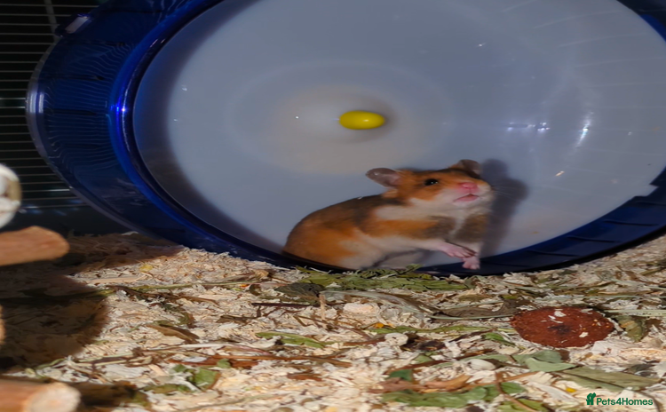 Hamster rodents Syrian hamster  - Advert 1