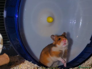 Hamster rodents Syrian hamster - Advert 2