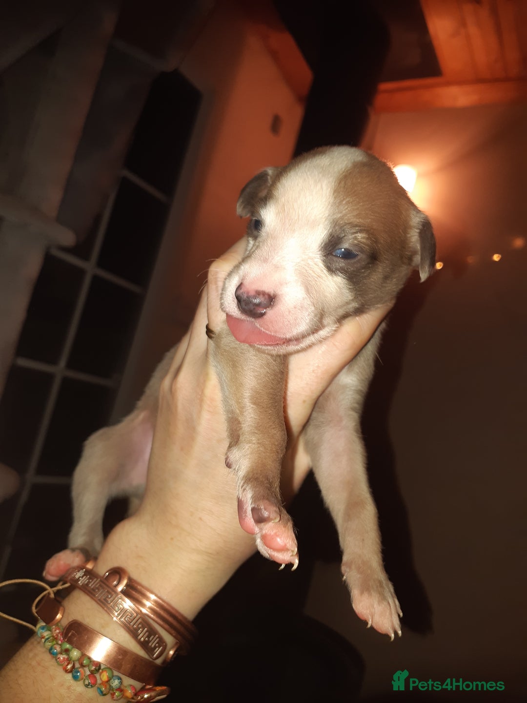 Whippet dogs for sale: Whippet Puppies - Advert 6