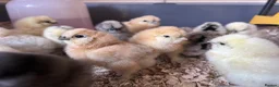 Chickens poultry for sale: Silkie Chicks - Advert 6