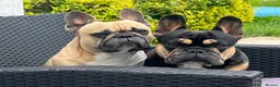 French Bulldog dogs for adoption: FRANK & MILO FRENCHIES ADOPTION IN WESTCOUNTRY - Advert 2