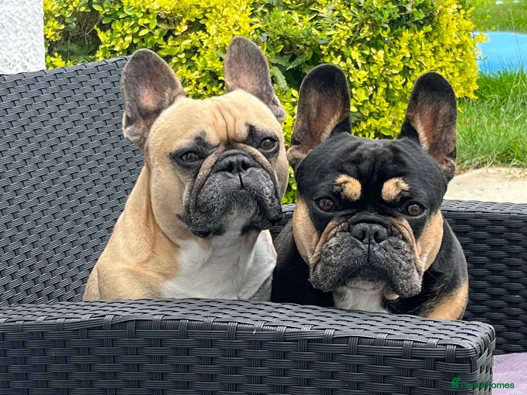 French Bulldog dogs for adoption: FRANK & MILO FRENCHIES ADOPTION IN WESTCOUNTRY - Advert 2