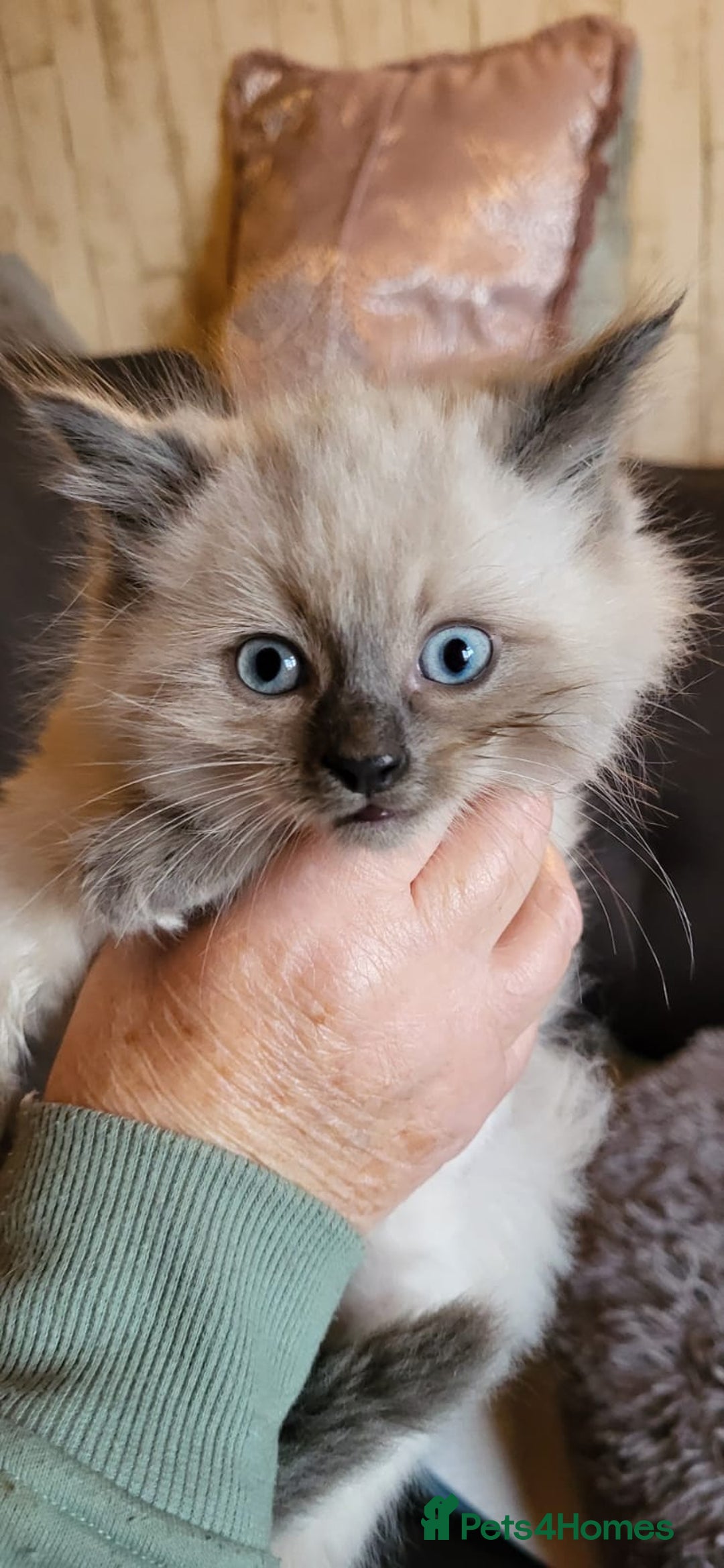 Ragamese cats for sale: Ragdoll x Siamese - Image 7