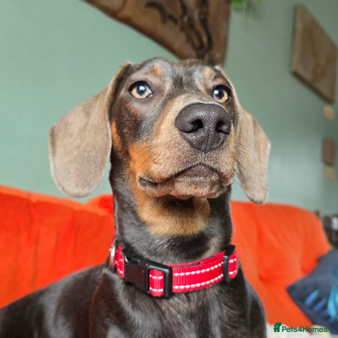 Dachshund dogs for stud: For Stud - Image 5