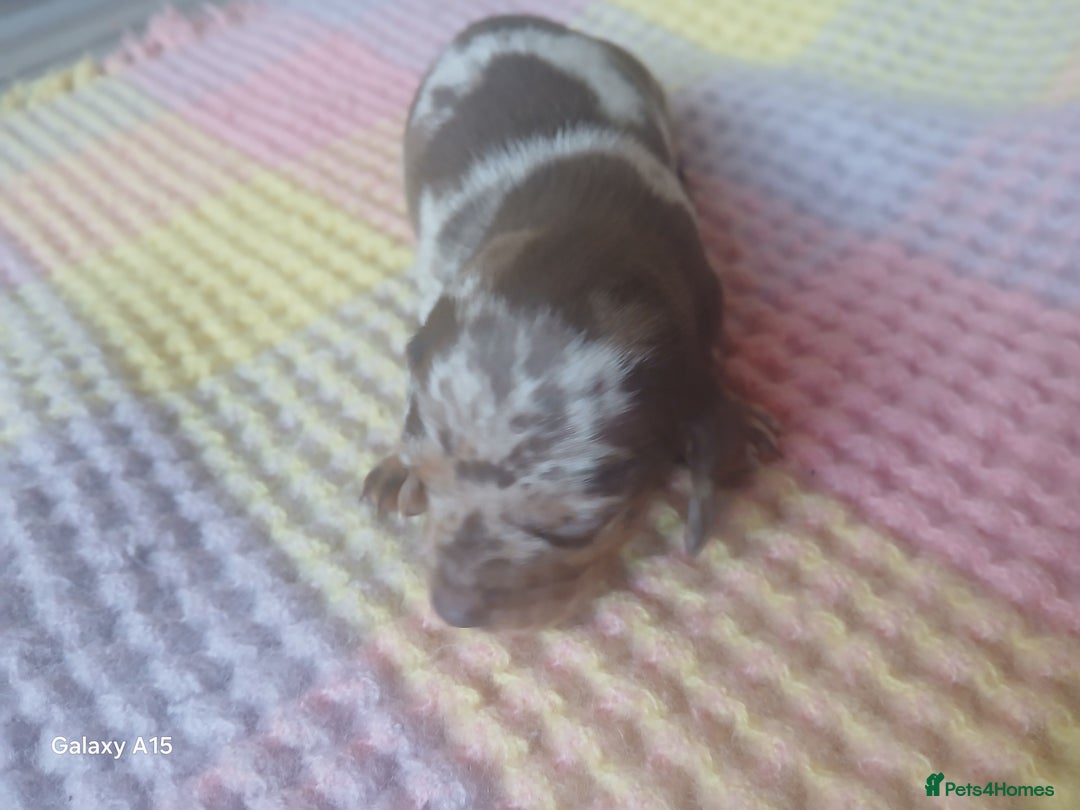 Miniature Dachshund dogs for sale: Minture dachshund puppies  - Image 22