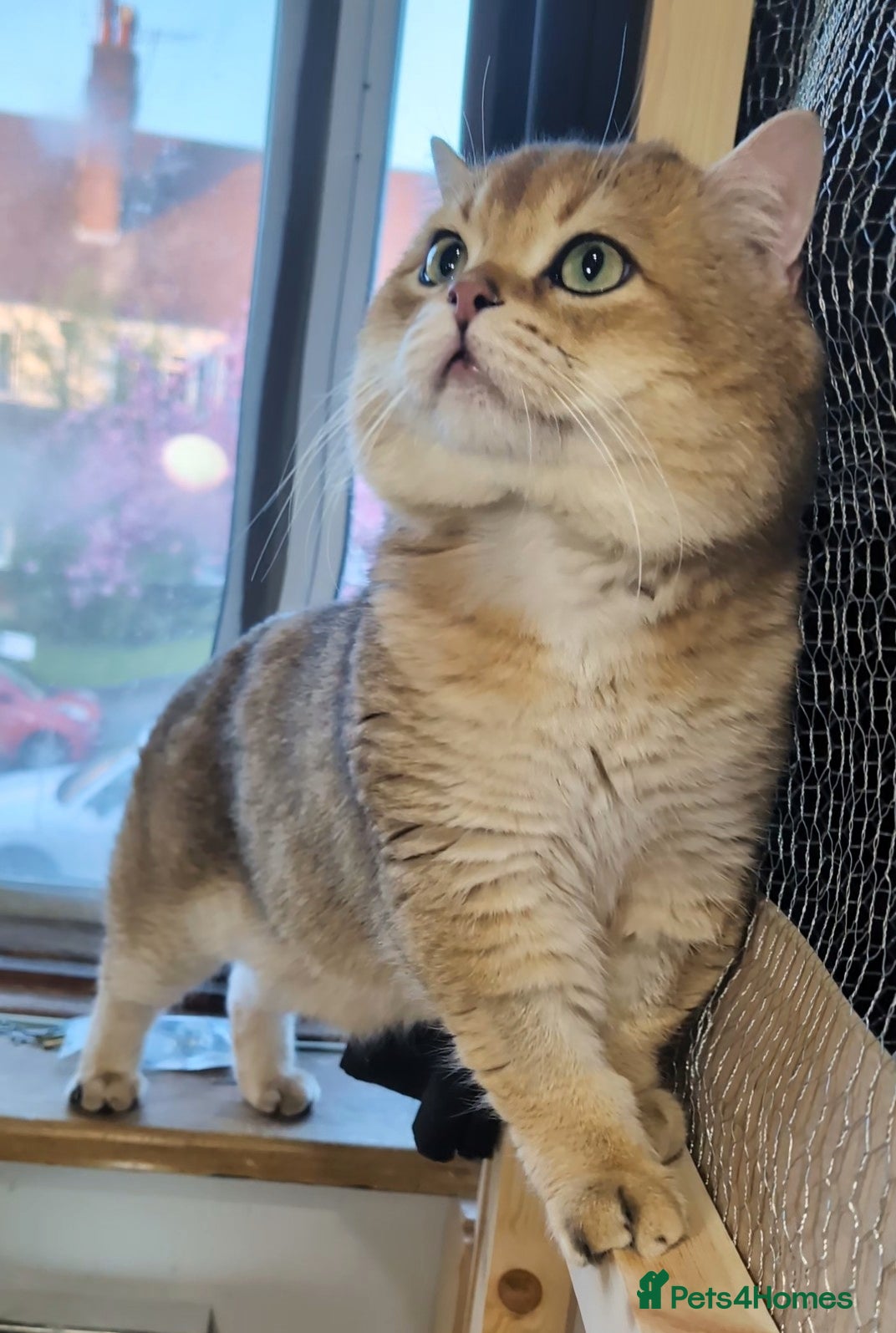 British Shorthair cats ⚜️GOLDEN BSH 🏆 TICA and GCCF reg - Advert 2