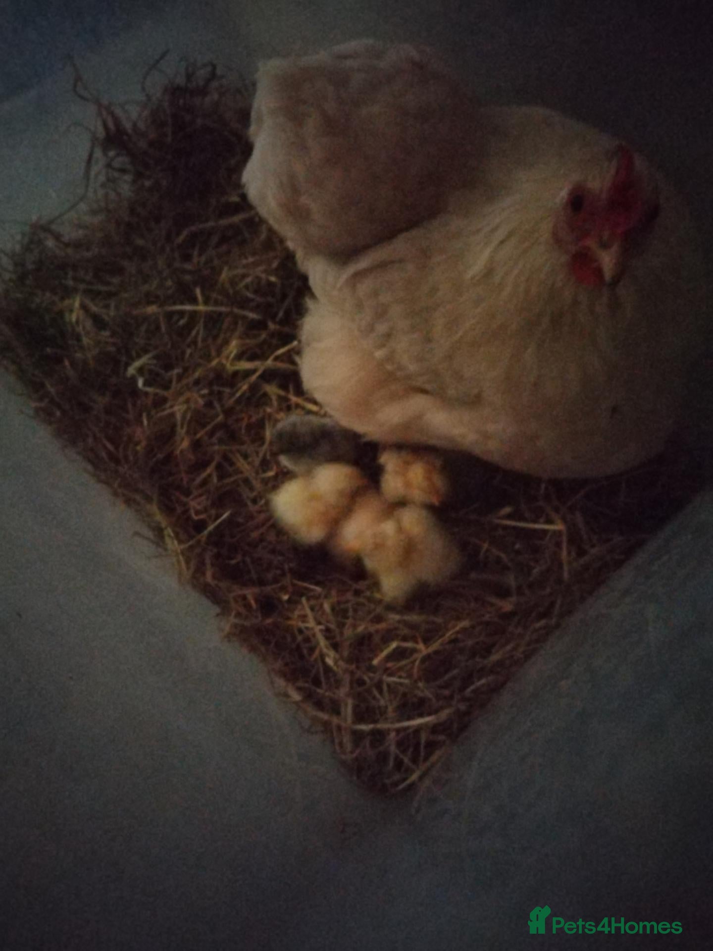Chickens poultry I have for sale 6 day old Cochin chicks  - Advert 18