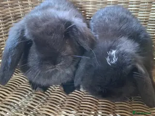 Mini Lop rabbits Two baby mini lop boys for sale - Advert 18