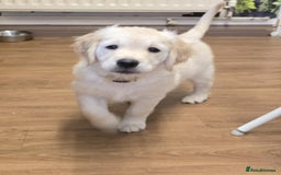 Golden Retriever dogs for sale: Beautiful KC Golden Retriever Babies  - Image 2