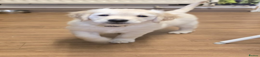 Golden Retriever Puppy 10