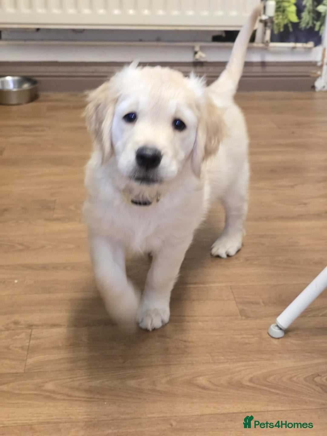 Golden Retriever dogs for sale: Beautiful KC Golden Retriever Babies  - Image 2