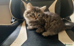 Mixed Breed cats for sale: Five Gorgeous Kittens available now ! - Image 27