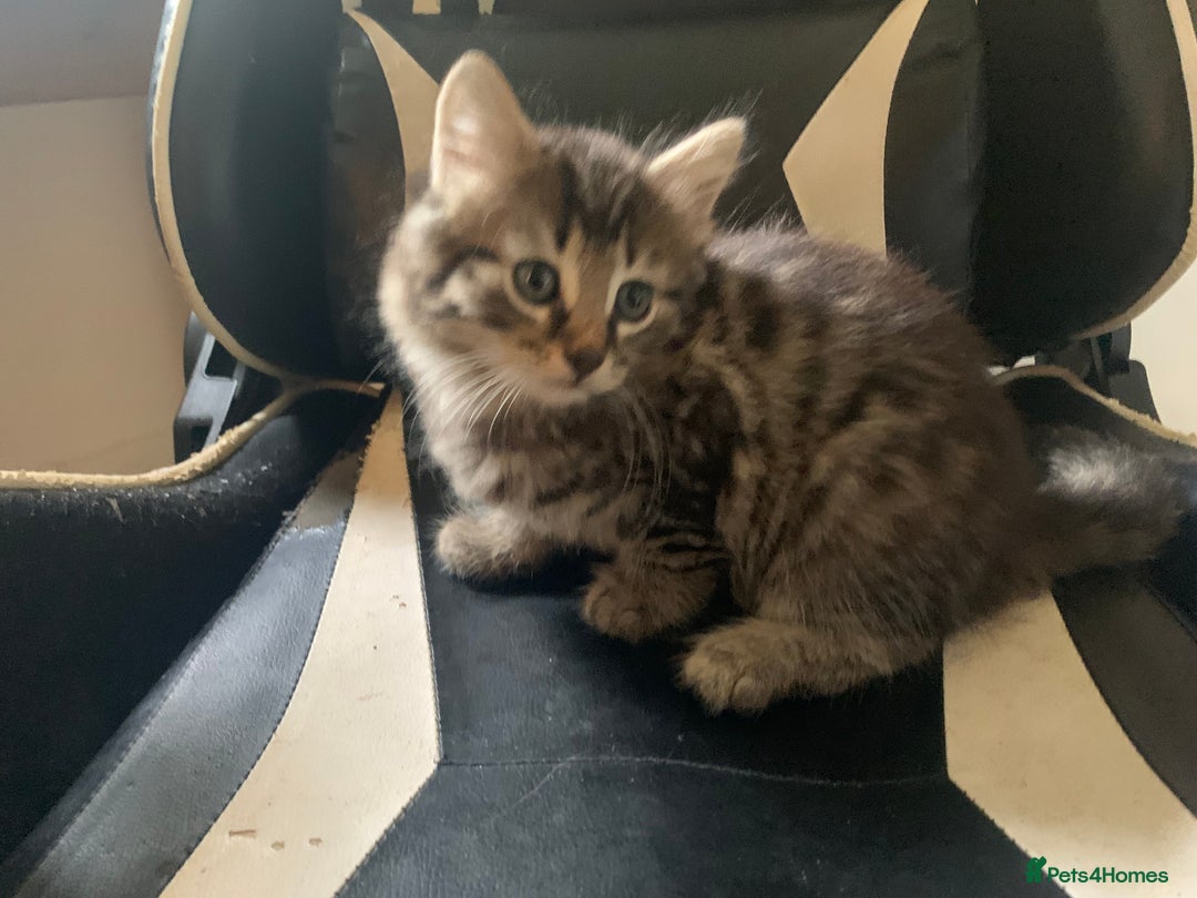 Mixed Breed cats for sale: Five Gorgeous Kittens available now ! - Image 27