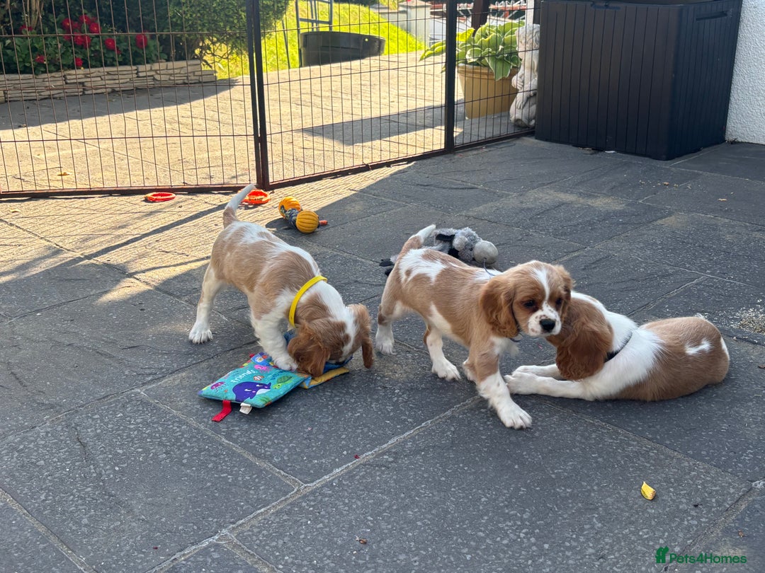 Cavalier King Charles Spaniel dogs for sale: Cavalier King Charles Spaniel  - Image 31