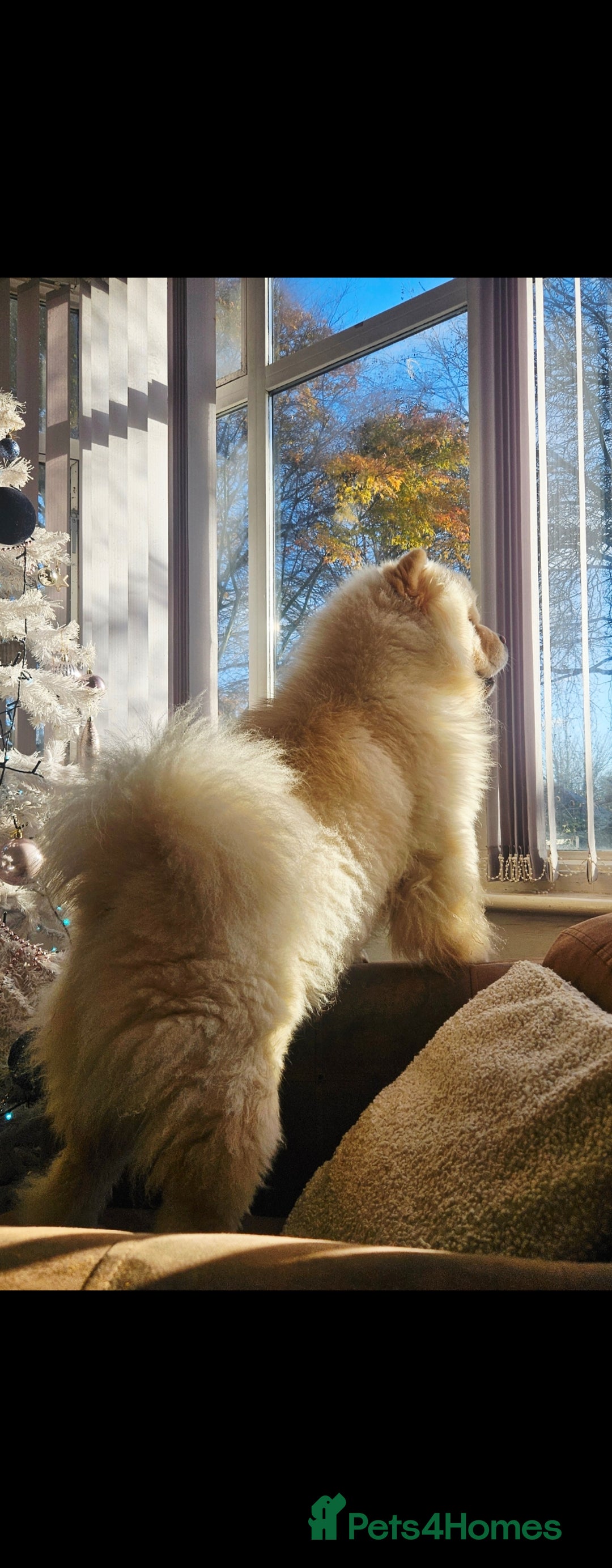 Chow Chow dogs for stud: Gorgeous chow chow for stud  - Advert 4