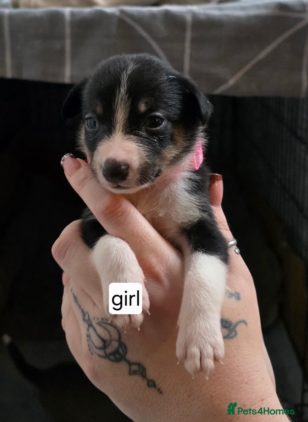 Mixed Breed dogs for sale: Beautiful collie x kelpie puppies  - Image 25