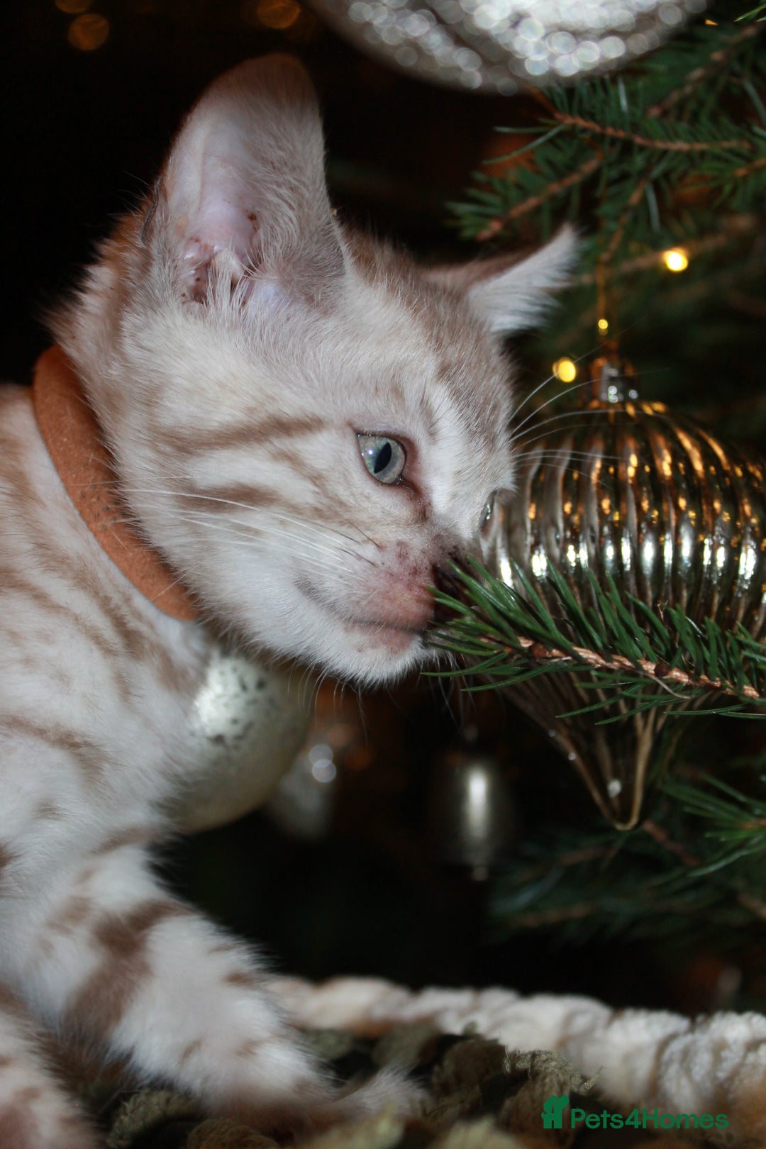 Bengal cats for sale: Last snow boy READY NOW  - Advert 7