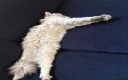 Ragdoll cats for sale: Gorgeous male ragdoll for sale  - Image 6