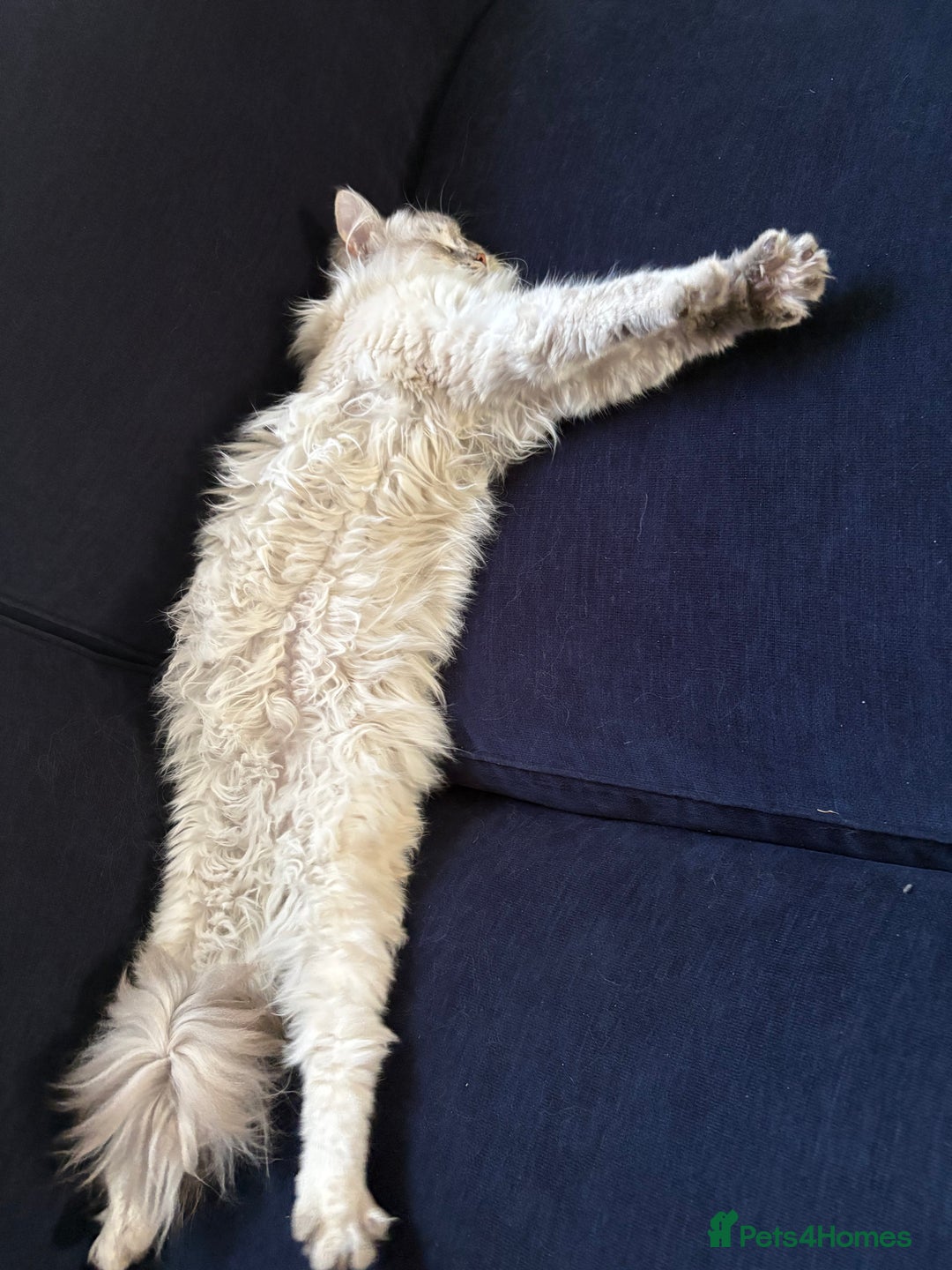 Ragdoll cats for sale: Gorgeous male ragdoll for sale  - Image 6