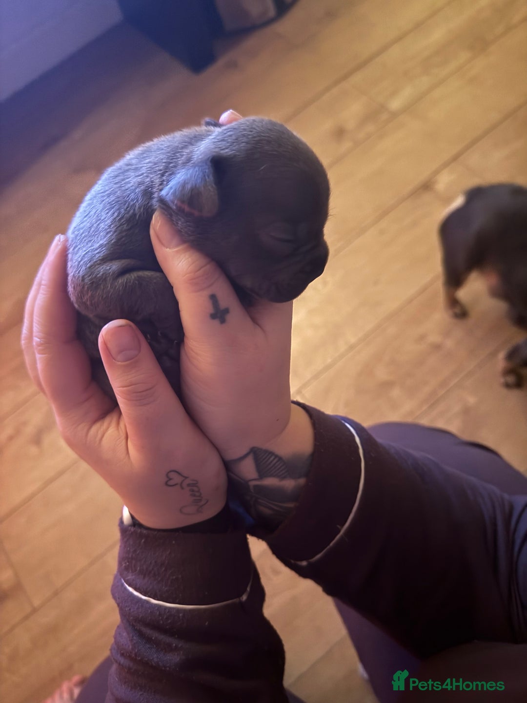 Mixed Breed dogs for sale: French bulldog x Staff  - Advert 9