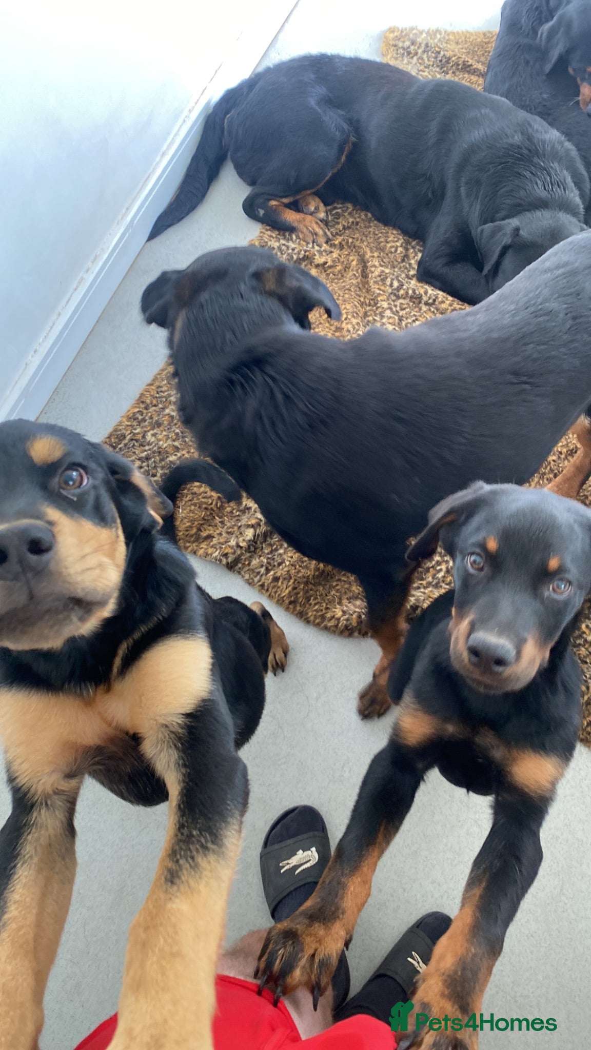 Rottweiler dogs Rottweiler puppies still available  - Advert 8