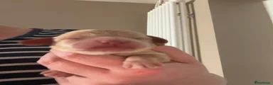 Cockapoo 9
