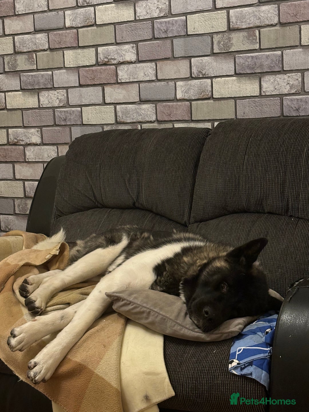 Akita dogs for sale: American bear faced akitas - Image 8