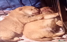 Chow Chow dogs for stud: Chowmazing  - Image 27