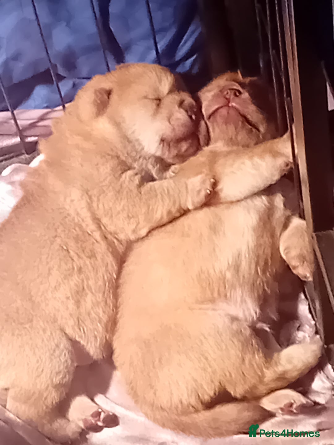 Chow Chow dogs for stud: Chowmazing  - Image 27