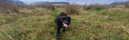 Mixed Breed dogs for adoption: Meet Nero - Advert 3