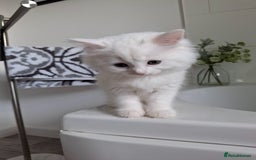 Persian cats for sale: Beautiful Nine week old Turkish Angora Female - Image 4