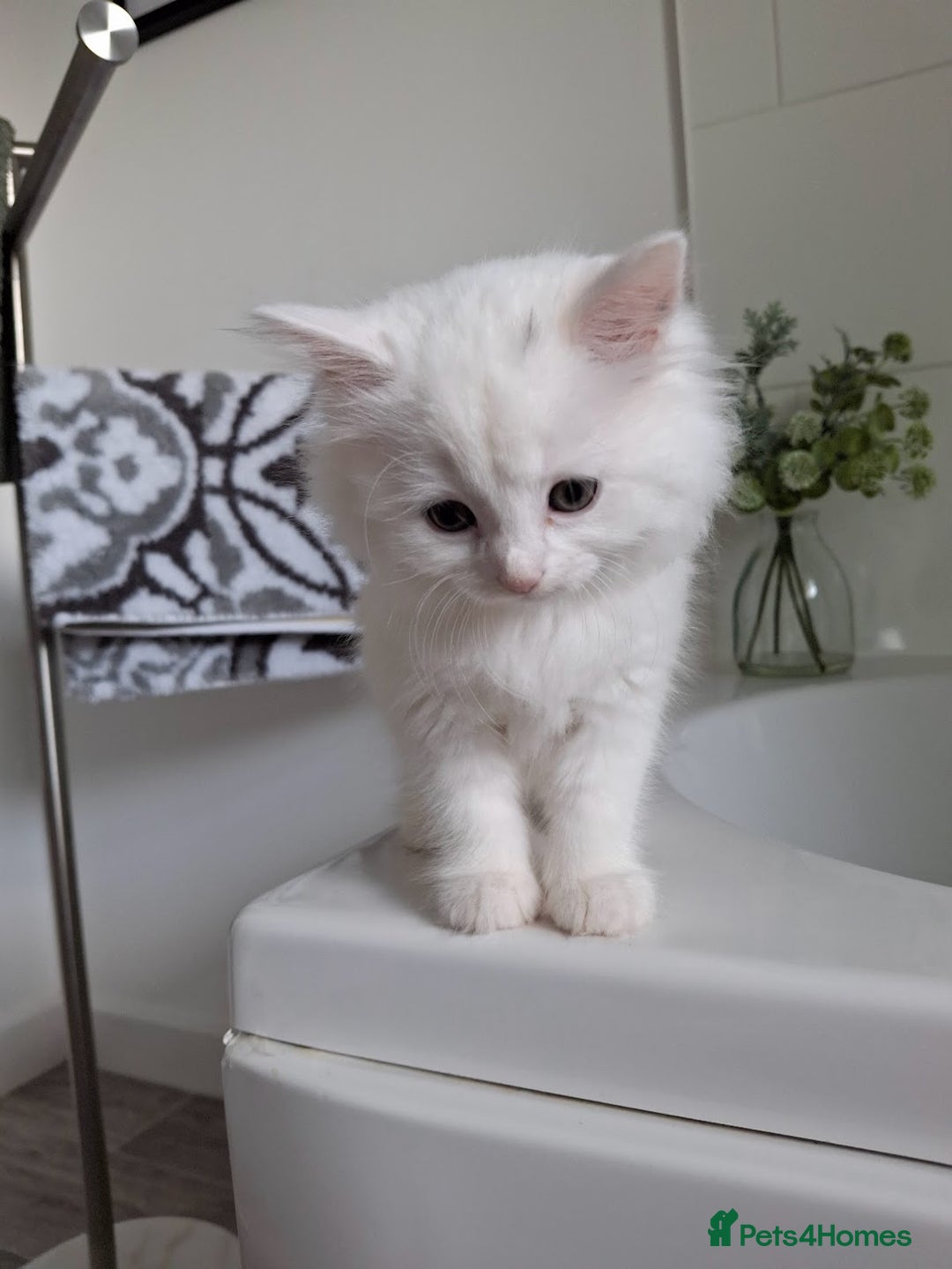 Persian cats for sale: Beautiful Nine week old Turkish Angora Female - Image 4