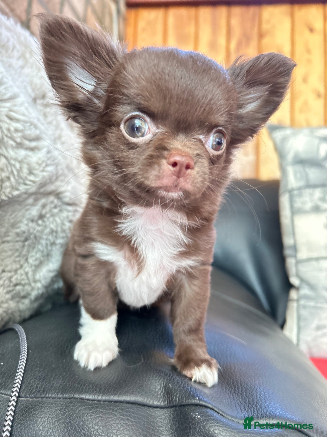 Chihuahua dogs for sale: Chihuaua 7 th generation KC registered  - Image 7