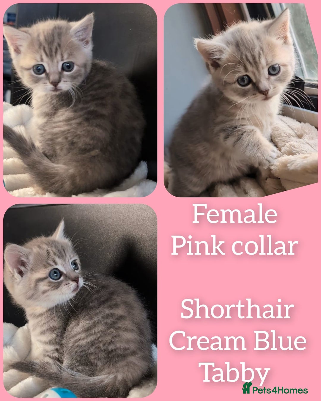 British Shorthair cats for sale: 💖💖💖BSH & BLH💫 GCCF & TICA red - Advert 18